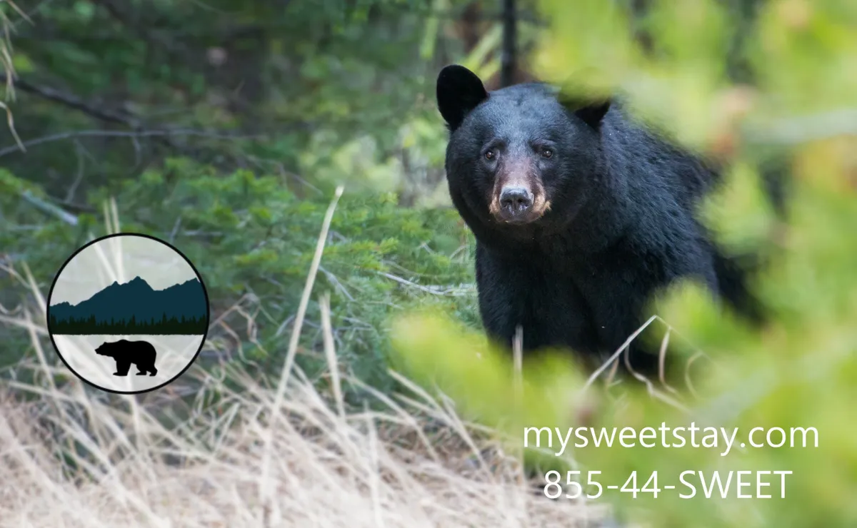 This exterior image features a black bear amidst lush greenery and natural surroundings, capturing the adventurous and outdoorsy spirit of the Pigeon Forge area. The scene immerses viewers in the local environment, hinting at the proximity to wildlife and nature experiences.